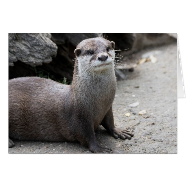 Aonyx cinerea (Devant horizontal)