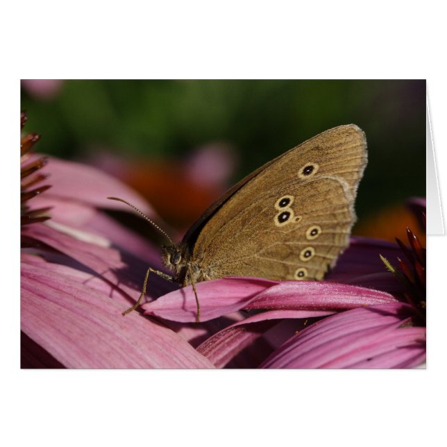 Aphantopus hyperantus (Devant horizontal)