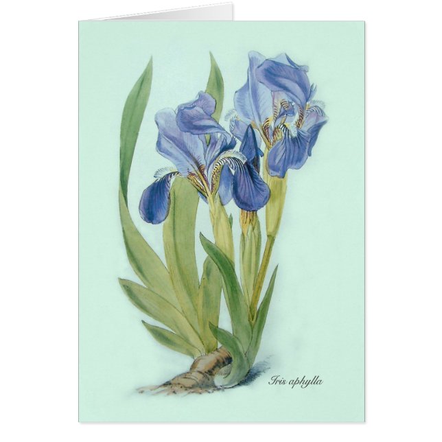 Aphylla d'iris (Devant)