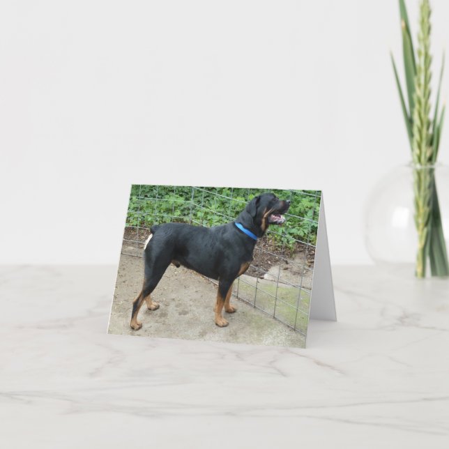 Apollo la carte de voeux Rottweiler (Devant)