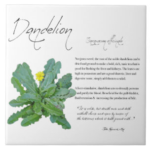 Apothécaire de plantes : Dandelion   Carreaux en c