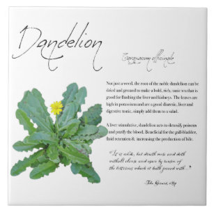 Apothécaire de plantes : Dandelion   Carreaux en c
