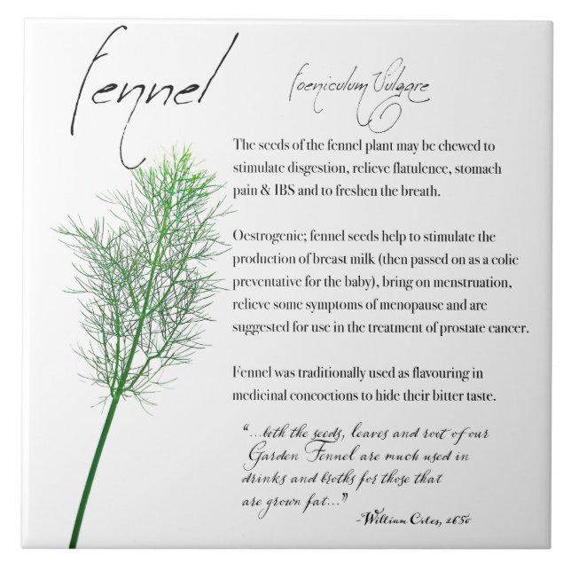Apothécaire de plantes : fenouil | Carreaux en cér (Devant)