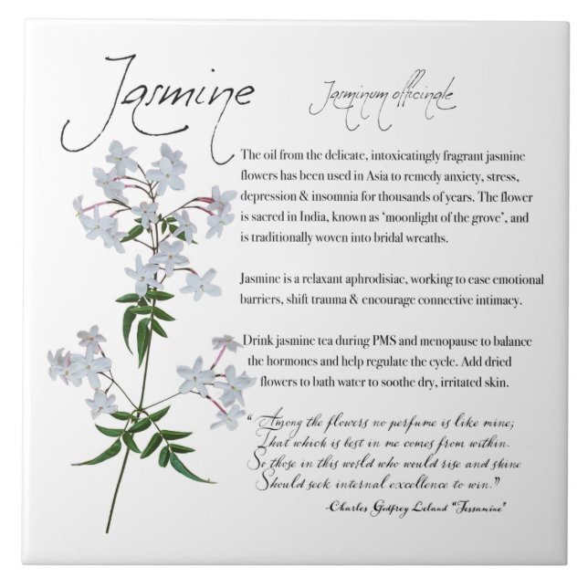 Apothécaire de plantes : Jasmine | Carreaux de cér (Devant)