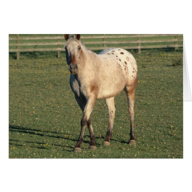 Appaloosa à pied (Devant horizontal)