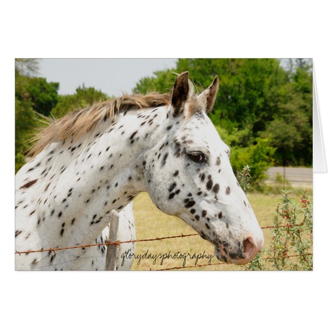 Appaloosa du Texas (Devant horizontal)