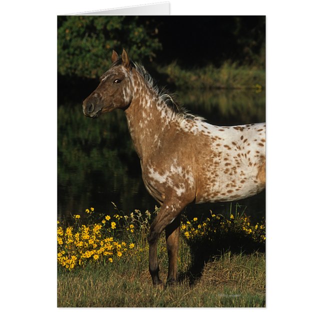 Appaloosa Horse debout au bord du lac (Devant)