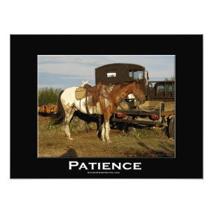 Appaloosa Horse Equine Animal Photo Art Imprimer