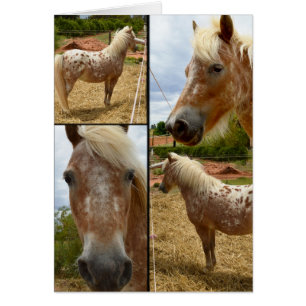 Appaloosa Horses Photo Collage Salutation