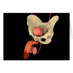 Appareil reproducteur masculin humain 2