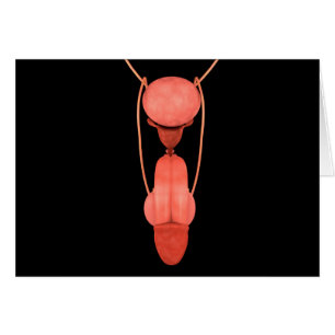 Appareil reproducteur masculin humain 5