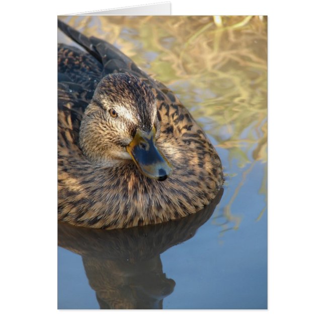 Appeler Canard Dans L'Eau (Devant)