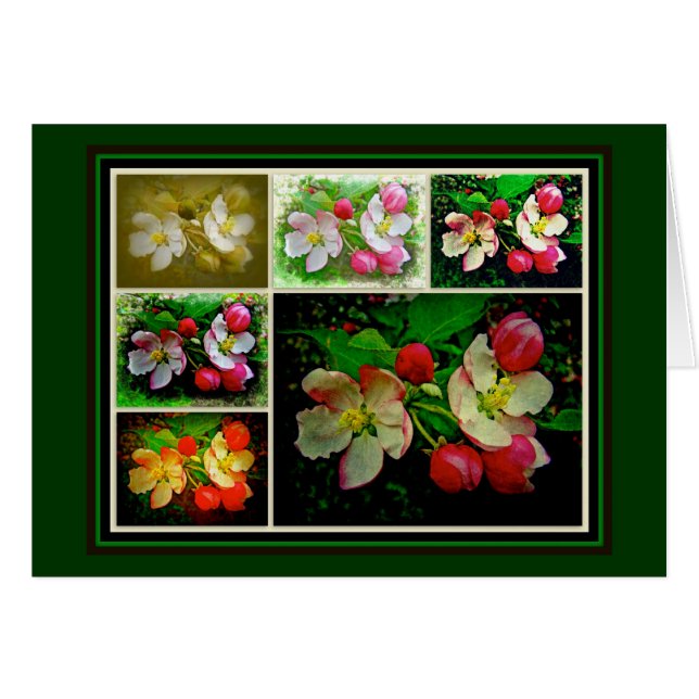 Apple Blossom Collage - Photo numérique améliorée (Devant horizontal)