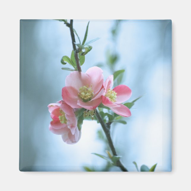 Apple Blossom #P0365 Magnet (Devant)