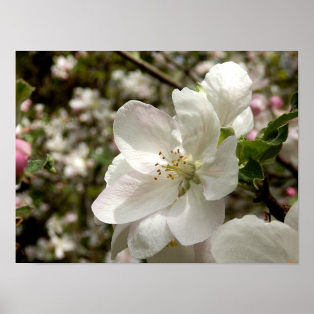 Apple Blossom Poster (Devant)