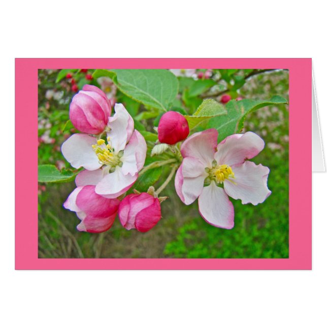 Apple Blossom Time (Devant horizontal)