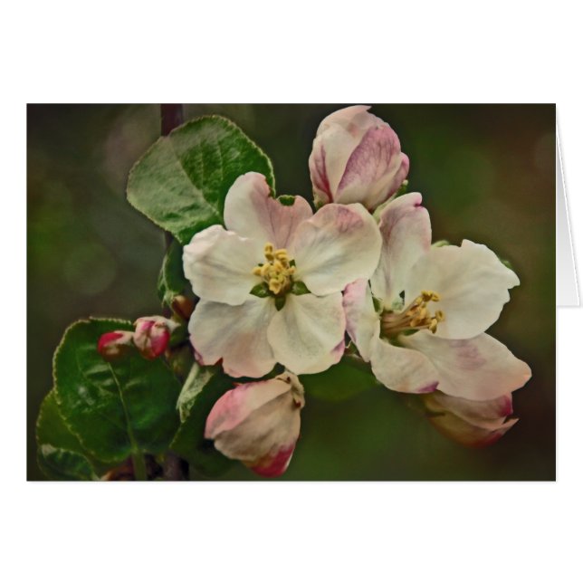 Apple Blossom Time (Devant horizontal)