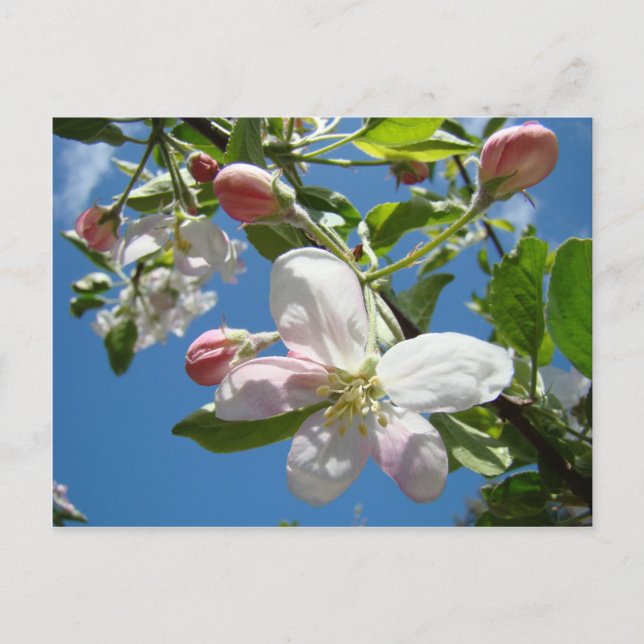 APPLE BLOSSOMS Cartes postales Printemps (Devant)