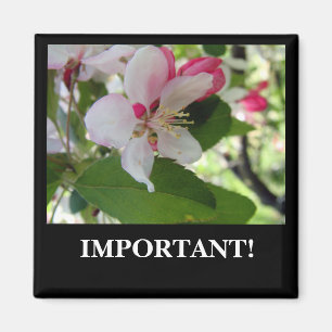 Apple fleurissent aimant de  