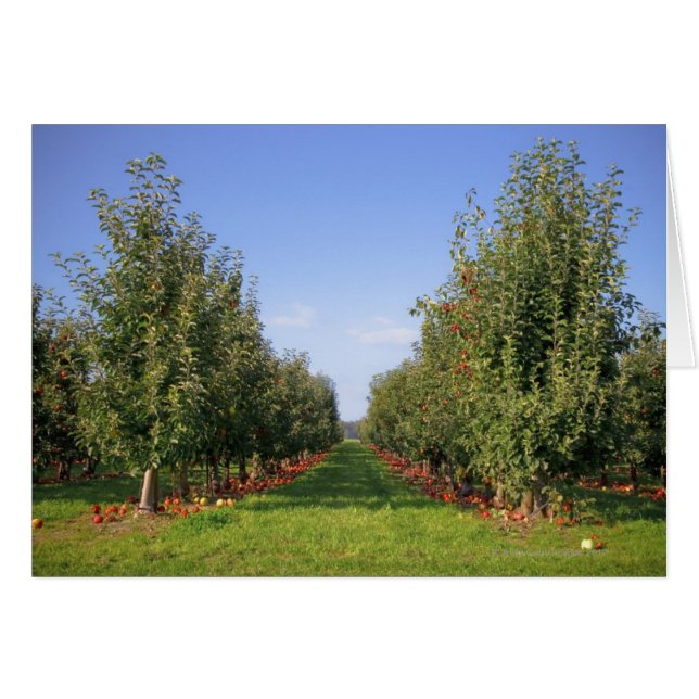 Apple Orchard (Devant horizontal)