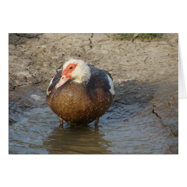 Apple the Muscovy Hen (Devant horizontal)