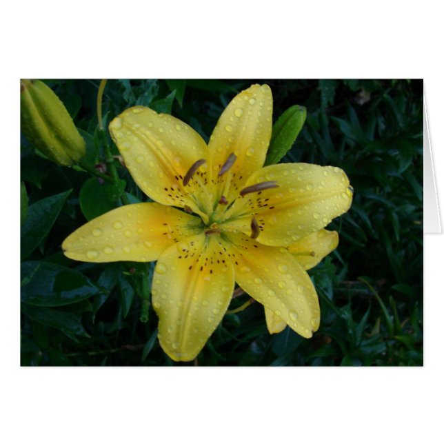 Après La Pluie (Devant horizontal)