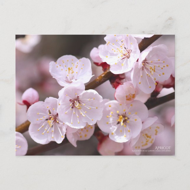 Apricot : Carte postale (Devant)