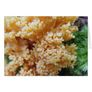 Apricot Corail Fungi