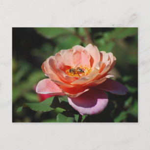 Apricot et Rose de lavande avec carte postale d'ab
