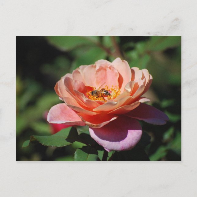 Apricot et Rose de lavande avec carte postale d'ab (Devant)