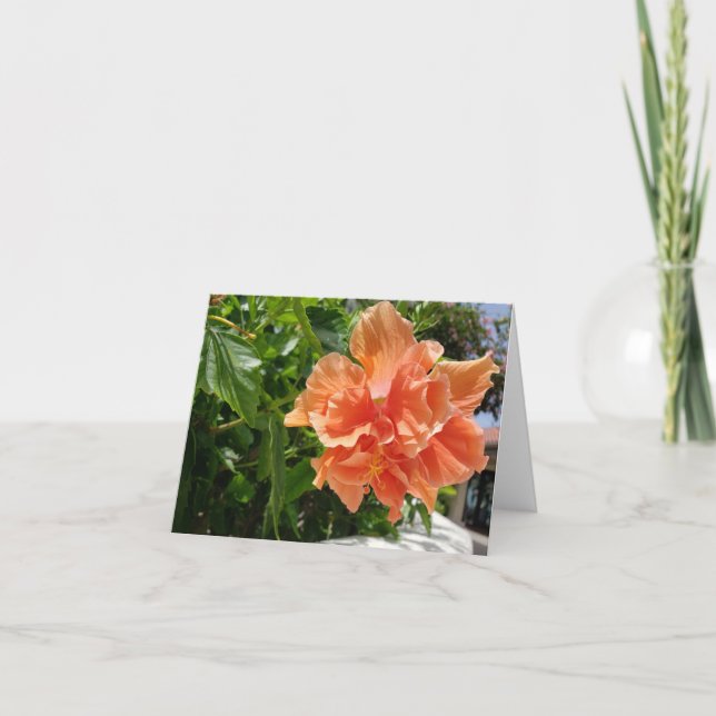 Apricot Hibiscus fleur tropicale carte blanche (Devant)
