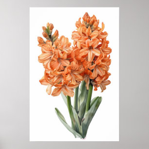 Apricot Hyacinth Flower Art Imprimer Poster