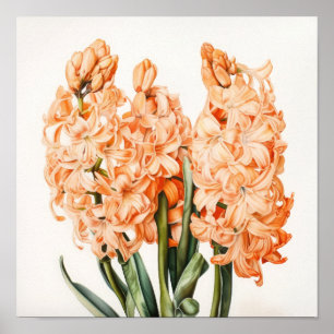 Apricot Hyacinth Flower Art Imprimer Poster