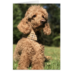 Apricot Poodle Customizable