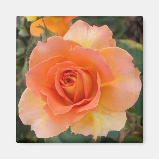 Apricot Rose Magnet Carré (Devant)