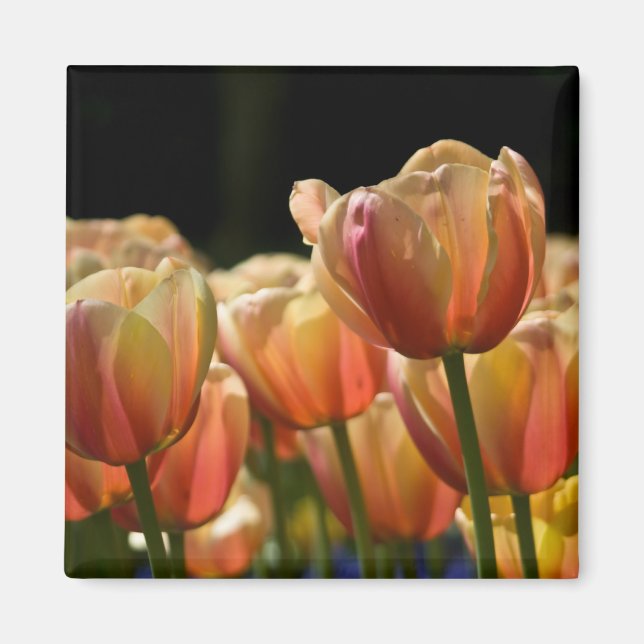 Apricot Tulip Magnet (Devant)