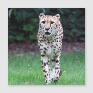 Aqua_Cheetah_20180103