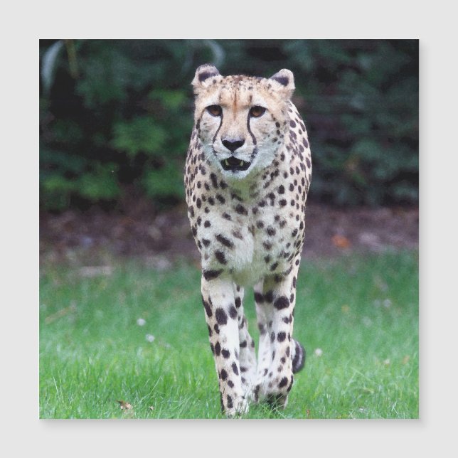 Aqua_Cheetah_20180103 (Devant)