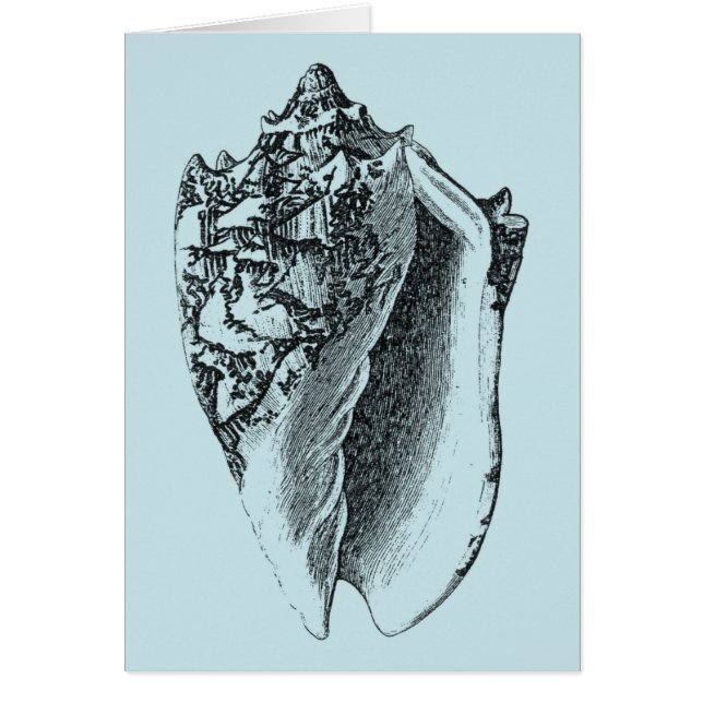 Aqua Conch Shell (Devant)