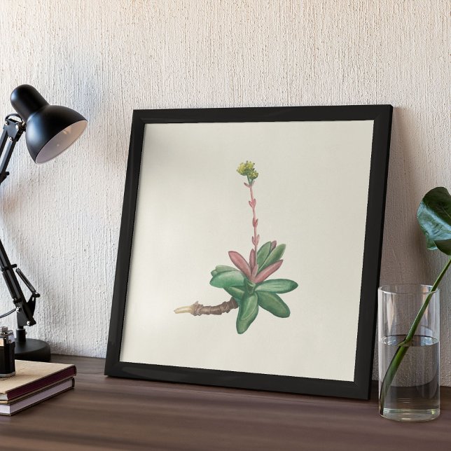 Aquarelle Antique Botanique Affiche d'impression (Watercolor Antique Botanical Cactus Print Poster)