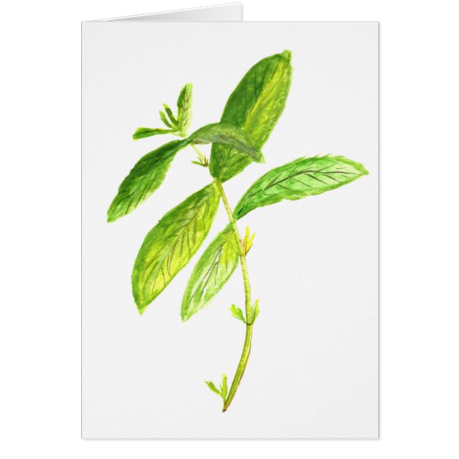 Aquarelle d'herbe de menthe Jardin vert Plante bot (Devant)