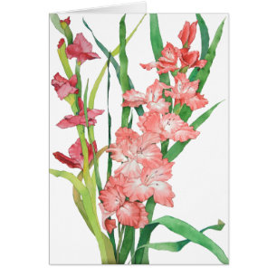 Aquarelle Gladiolas rose