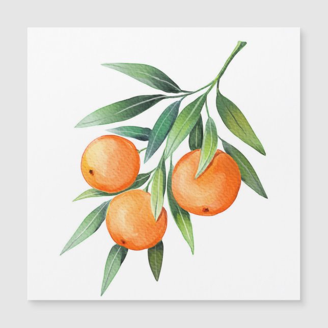 Aquarelle Orange Fruits : Branches Isolées. (Devant)