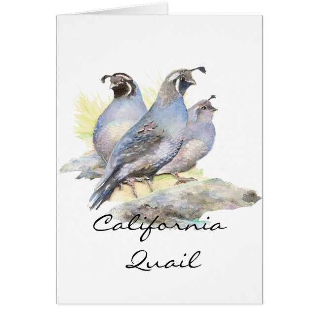 Aquarelle originale California Quail. Oiseau (Devant)