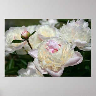Aquarelle Pastel Peony Imprimer Poster rose blanc