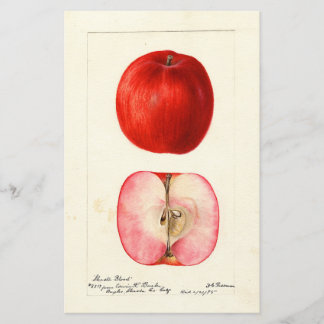 Aquarelle pomologique variété Shasta