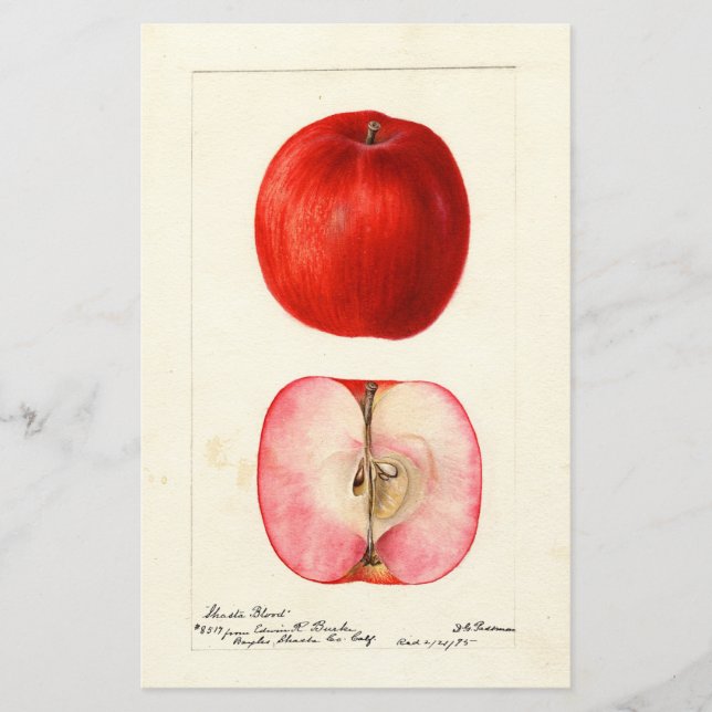 Aquarelle pomologique variété Shasta (Devant)