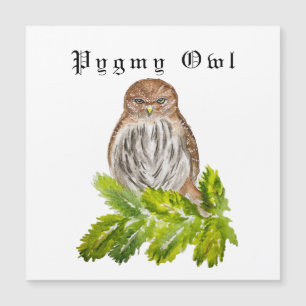 Aquarelle Saw Whet Cute Little Owls