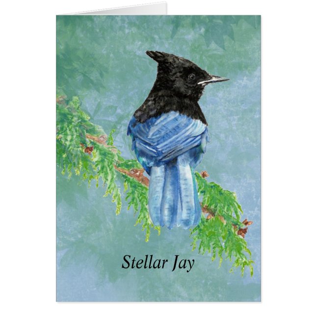Aquarelle Stellar Jay Nature (Devant)
