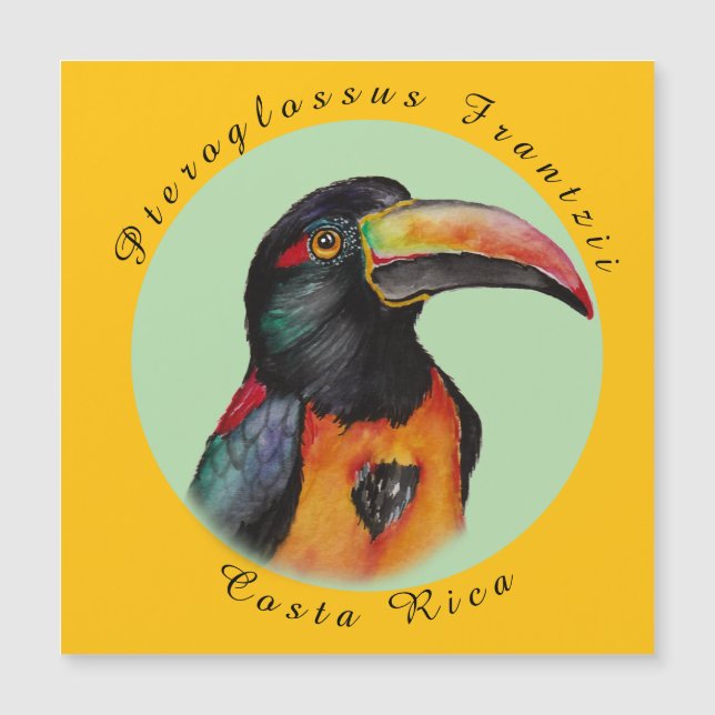 Aquarelle toucan (Devant)